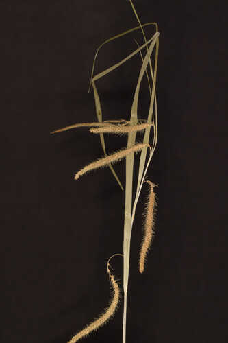 Carex crinita var. crinita #1